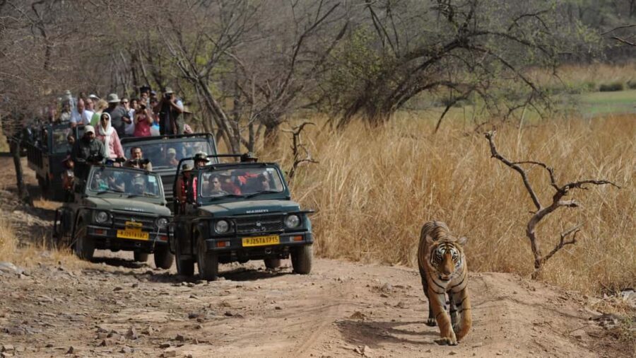Delhi: Same Day Sariska National Park Tour with Tiger Safari - Key things that make this Sariska tiger safari day trip tick