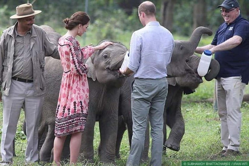 Delhi: Sunrise Taj Mahal & Elephant SOS Tour with Transfers - Mughlai Lunch at a 5-Star Hotel: The Midday Reset