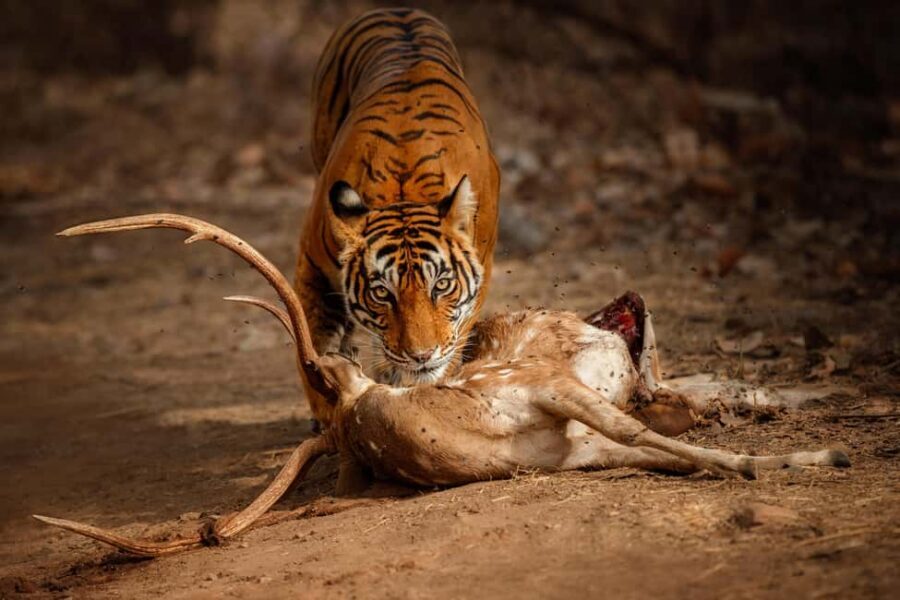 Delhi to Ranthambhore Overnight Tour/Tiger Safari By Car - Key highlights to know before you go