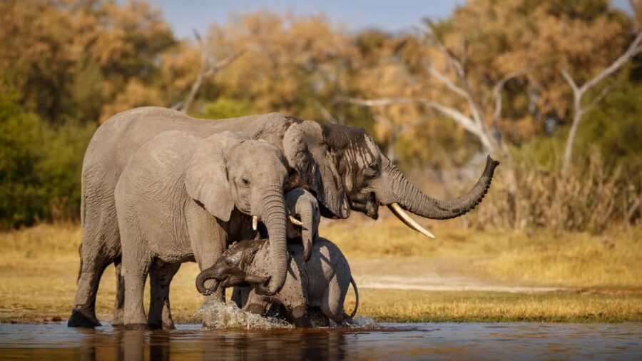 Delhi to Ranthambhore Overnight Tour/Tiger Safari By Car - Why this Delhi to Ranthambore overnight tour by car works