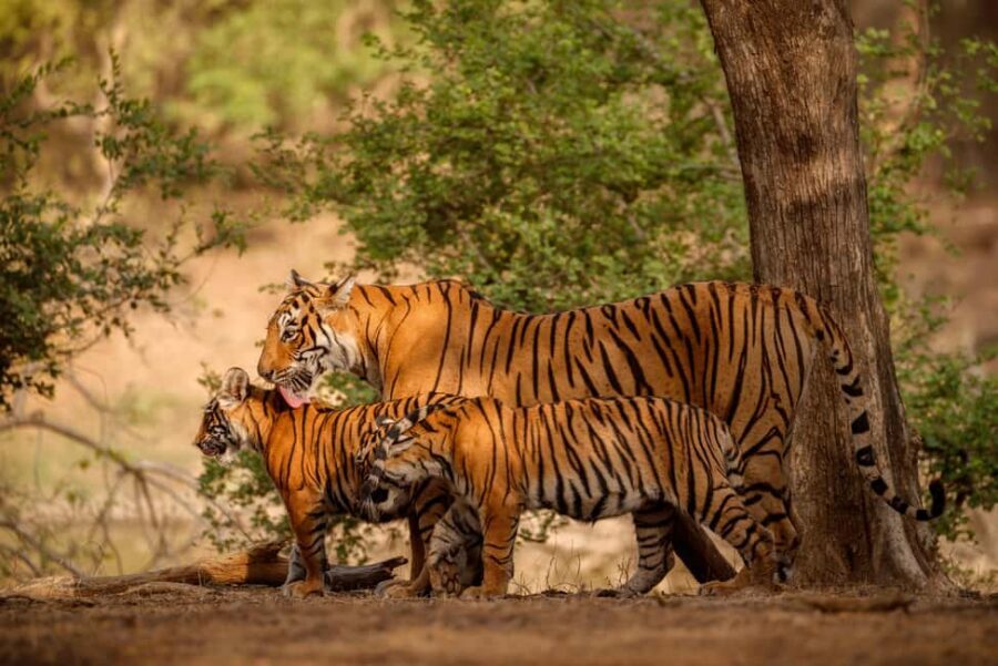 Delhi to Ranthambhore Overnight Tour/Tiger Safari By Car - Ranthambore Fort and park temple ruins: why they’re worth your time