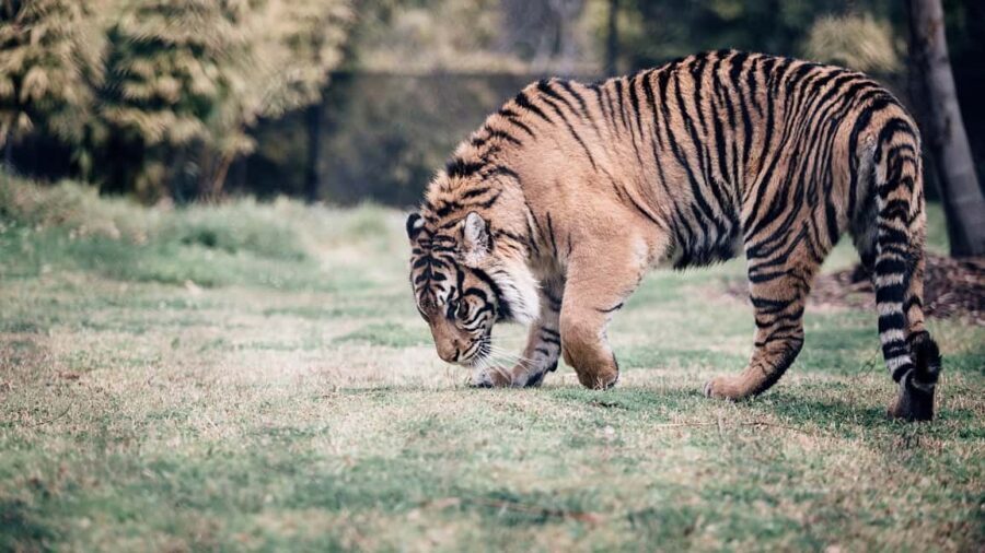 Delhi to Ranthambhore Overnight Tour/Tiger Safari By Car - Day 2: second safari time and departure back toward Delhi