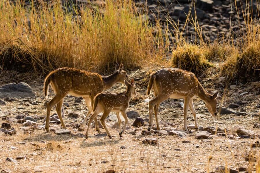 Delhi to Ranthambhore Overnight Tour/Tiger Safari By Car - Rules that affect your day in the park
