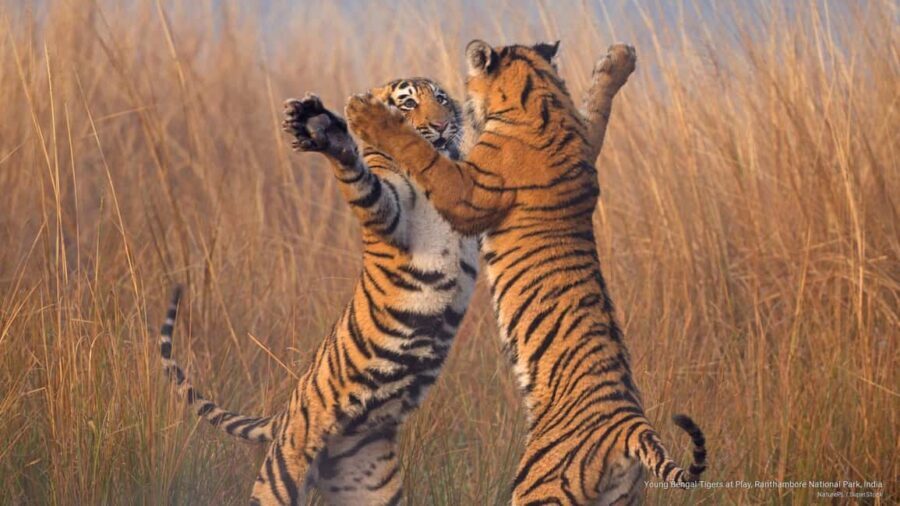 Delhi to Ranthambhore Overnight Tour/Tiger Safari By Car - Day 1: arrival, lunch, and your first safari window