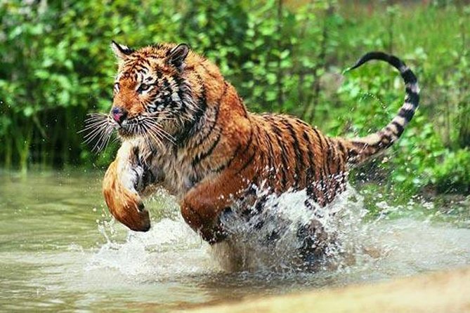 Delhi to Ranthambore Daily Tiger Safari Tour - Key things to know before you go