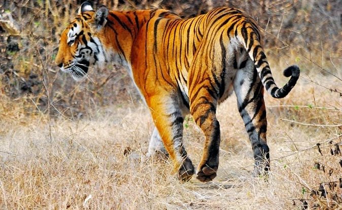 Delhi to Ranthambore Daily Tiger Safari Tour - From Delhi to Sawai Madhopur: what this trip really feels like
