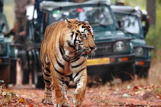 Delhi to Ranthambore Daily Tiger Safari Tour - Guides and driving: where the experience becomes personal