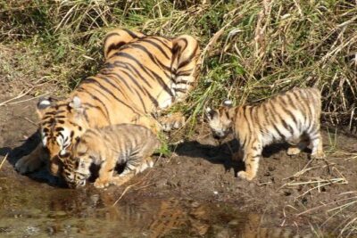 Delhi to Ranthambore Daily Tiger Safari Tour - Day 1: arrive, settle in, and catch Ranthambore Fort