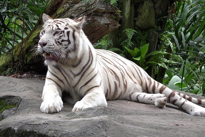 Delhi Zoo White Tigers & lions with Old Fort Visit - Battery trolleys inside the park: helpful, but not included
