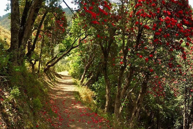 Discover Dehradun: Private City Tour - Pickup and private transport: what you gain (and what to watch)