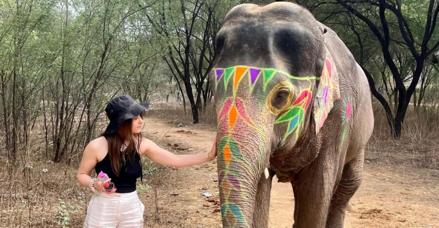 Elefun Best Elephant Sanctuary in Jaipur - The Key Elefun Elephant Sanctuary Moments You’ll Remember
