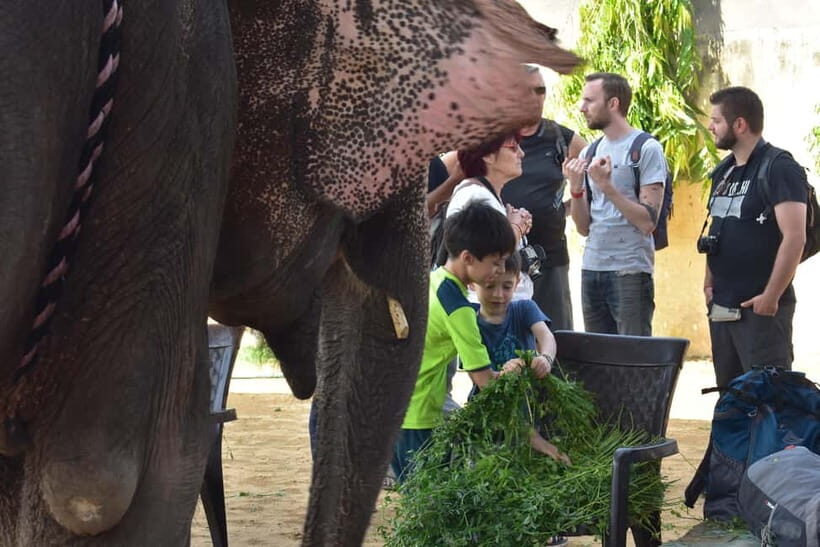 Elefun Best Elephant Sanctuary in Jaipur - Jaipur Elephant Day: A 3-Hour Ethical Experience That Feels Human