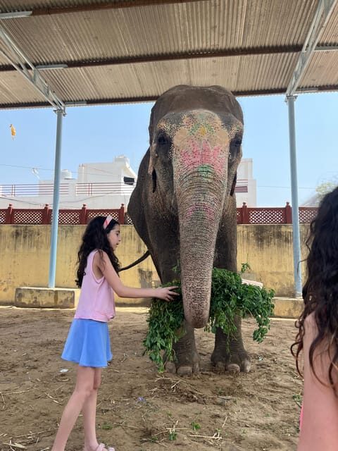 Elefun Best Elephant Sanctuary in Jaipur - Tea, Guided Time, and the Calm Between Activities