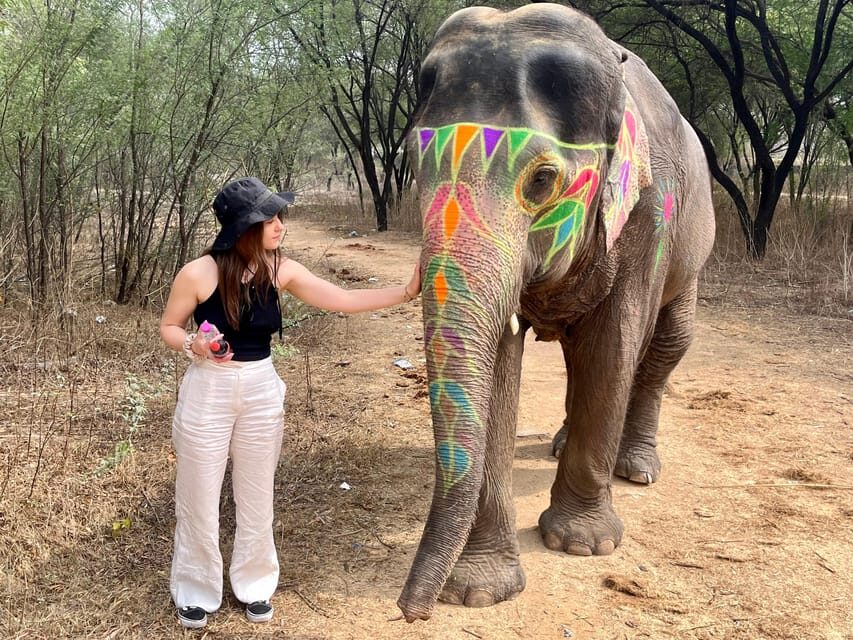 Elefun Best Elephant Sanctuary in Jaipur - From Pickup Near Hawa Mahal to the Sanctuary Gate