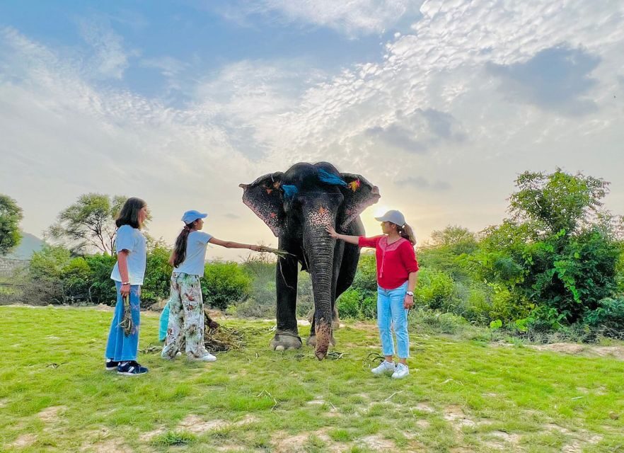 Elephant Sanctuary for Best elephant experience in Jaipur - Hotel pickup and AC car comfort (plus Jaipur stories on the way)
