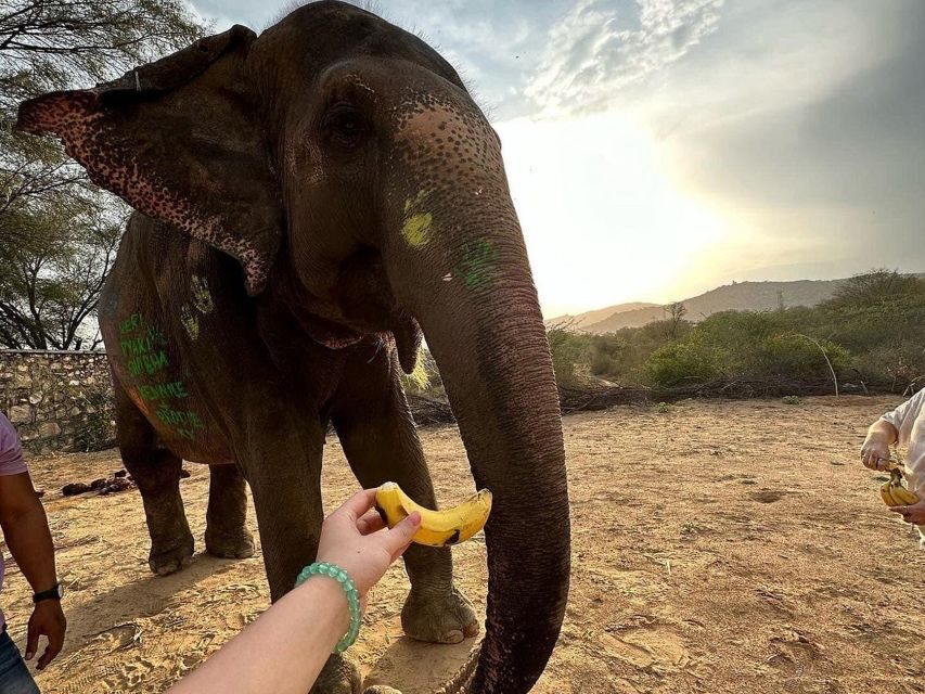 Elephant Sanctuary for Best elephant experience in Jaipur - The “small comforts” that make a big difference in heat