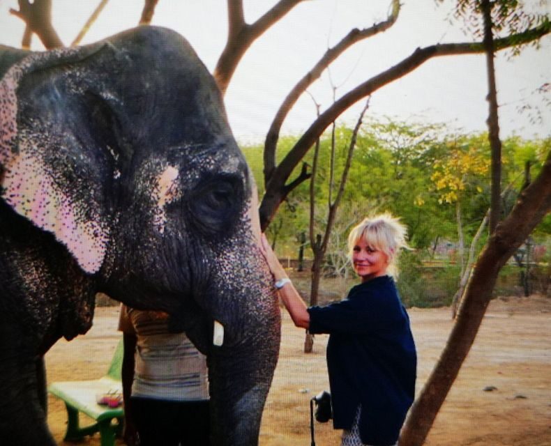 Elephant Sanctuary for Best elephant experience in Jaipur - Price and value: what $62 buys you in the Jaipur elephant market
