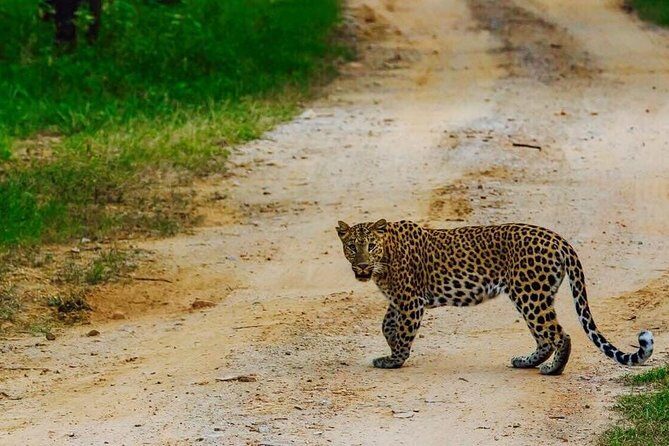 Exclusive Safari at Jhalana Leopard Park Including Transfers - Where Jhalana Leopard Safari Park Fits in a Jaipur Trip