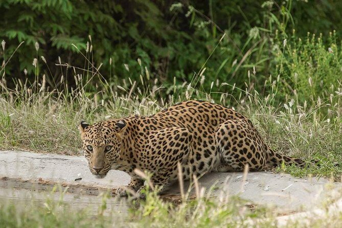 Exclusive Safari at Jhalana Leopard Park Including Transfers - The Round-Trip Transfer: What You’re Actually Paying For