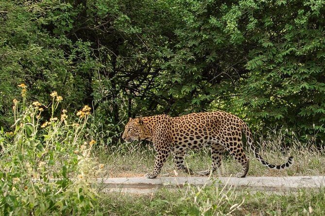 Exclusive Safari at Jhalana Leopard Park Including Transfers - Timing and Refreshments: How the 2.5 Hours Really Feels