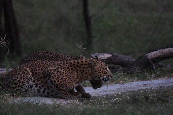 Exclusive Safari at Jhalana Leopard Park Including Transfers - Wildlife Highlights: What You’ll Be Looking For