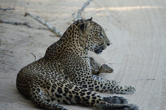 Exclusive Safari at Jhalana Leopard Park Including Transfers - Price and Value: Is $162 a Fair Deal?