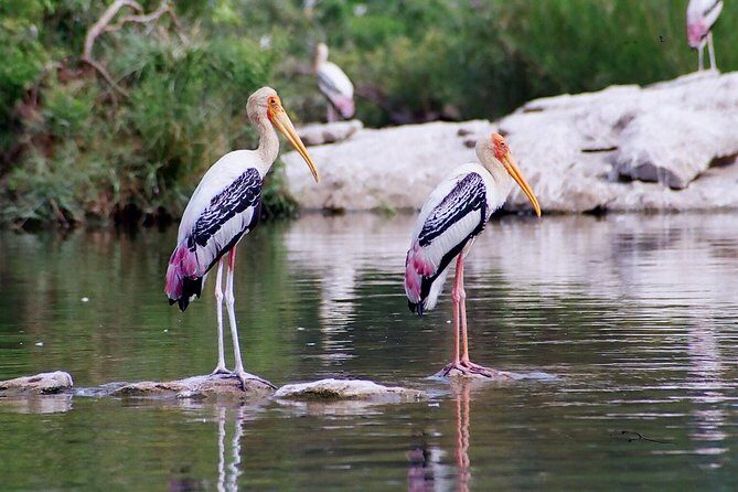Excursion to Surwal Lake With Transfers & Guided Trip - Key highlights at a glance
