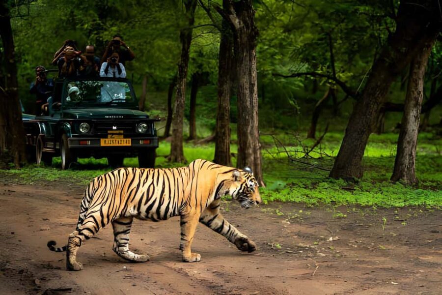From Agra: 2 Days 1 Night Ranthambore Tiger Safari Tour - Key highlights worth planning for