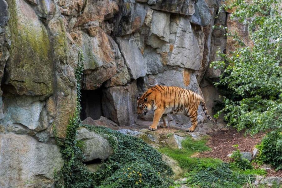From Agra: 2 Days 1 Night Ranthambore Tiger Safari Tour - Practical checklist before you go (so day-of runs smooth)