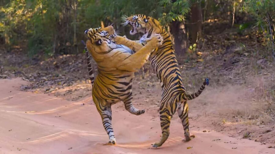 From Agra: 2 Days 1 Night Ranthambore Tiger Safari Tour - From Agra to Ranthambore: the AC ride that saves your day