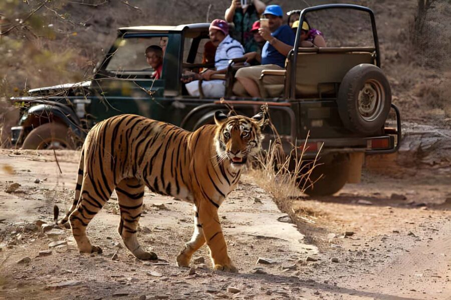 From Agra: 2 Days 1 Night Ranthambore Tiger Safari Tour - Sawai Madhopur break: dinner, rest, and the human side of the trip