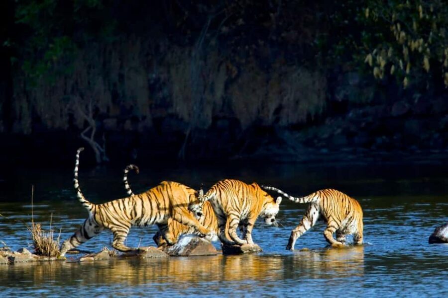 From Agra: 2 Days 1 Night Ranthambore Tiger Safari Tour - The guides and drivers: what expert help looks like on safari
