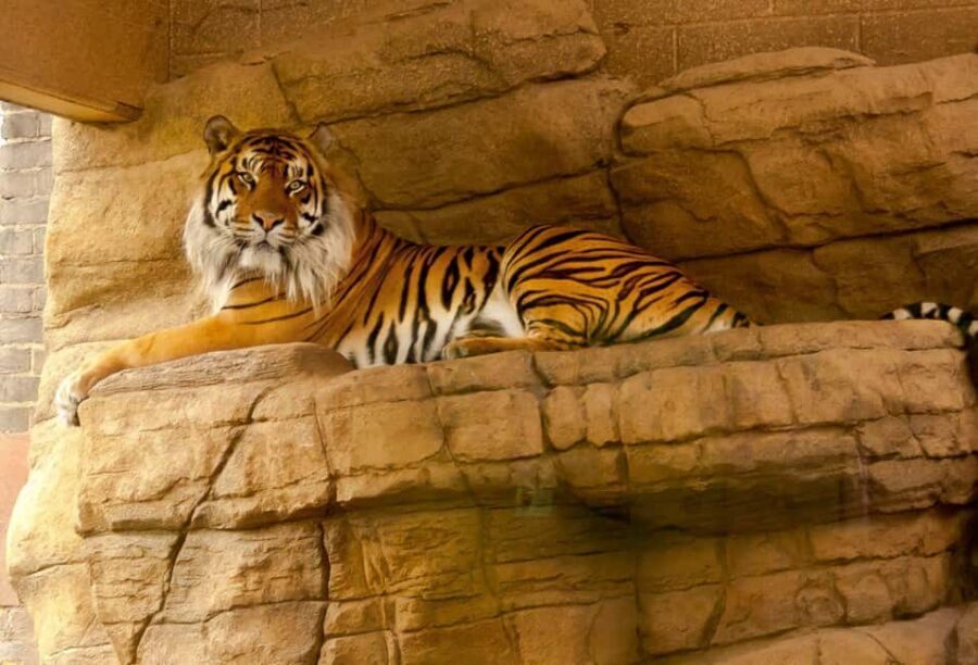 From Agra: 2 Days 1 Night Ranthambore Tiger Safari Tour - Skip-the-line support: small detail, real time savings