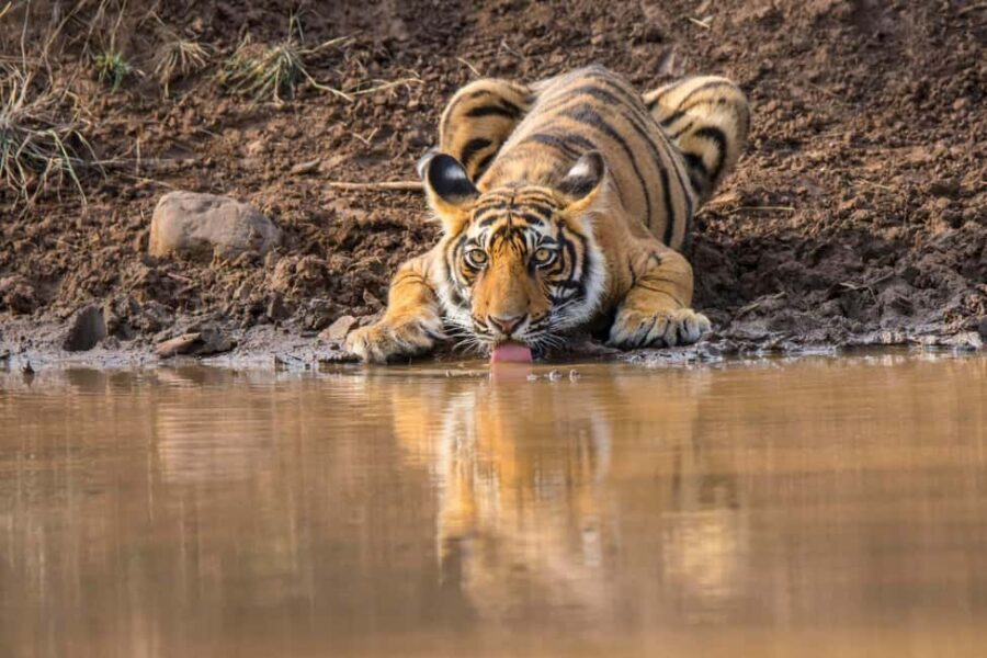 From Agra: 2 Days 1 Night Ranthambore Tiger Safari Tour - Meal plan value: you stay fed, not frantic