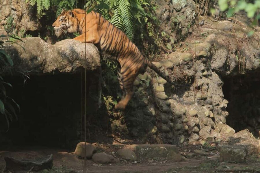 From Agra: 2 Days 1 Night Ranthambore Tiger Safari Tour - Price and value: what $246 covers and how to judge it