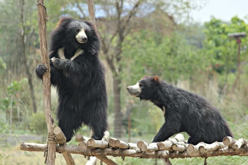 From Agra: SOS Elephant Conservation & Bear Rescue Day Trip - Why Rescue Centers Near Agra Feel Different Than a Zoo