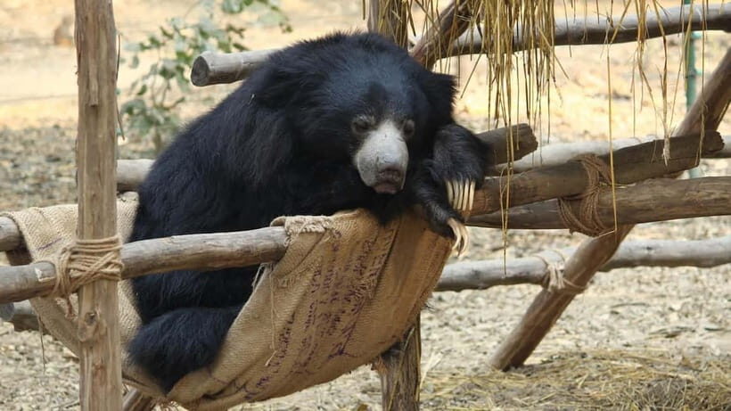 From Agra: SOS Elephant Conservation & Bear Rescue Day Trip - Lunch Break in Mathura: A Practical Reset
