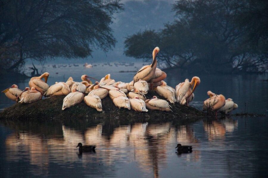From Agra: Taj Mahal, Fatehpur Sikri & Bird Safari Tour - FAQ