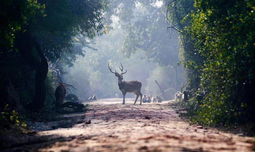 From Agra: Taj Mahal, Fatehpur Sikri & Bird Safari Tour - Why This Taj Mahal–Fatehpur Sikri–Keoladeo Day Works