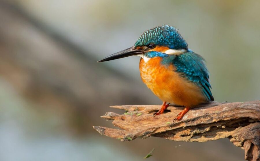 From Agra: Taj Mahal, Fatehpur Sikri & Bird Safari Tour - Lunch Break in Agra: Where You Regroup