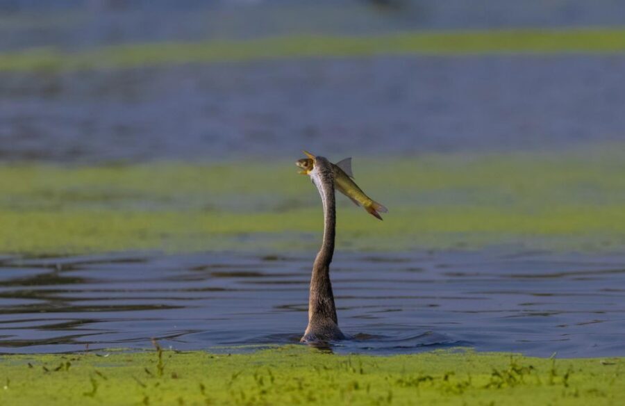 From Agra: Taj Mahal, Fatehpur Sikri & Bird Safari Tour - Keoladeo National Park Bird Safari: More Than Just Birds