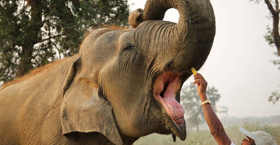 From Agra: Taj Mahal Tour w/ Elephant Conservation - Key highlights worth your attention