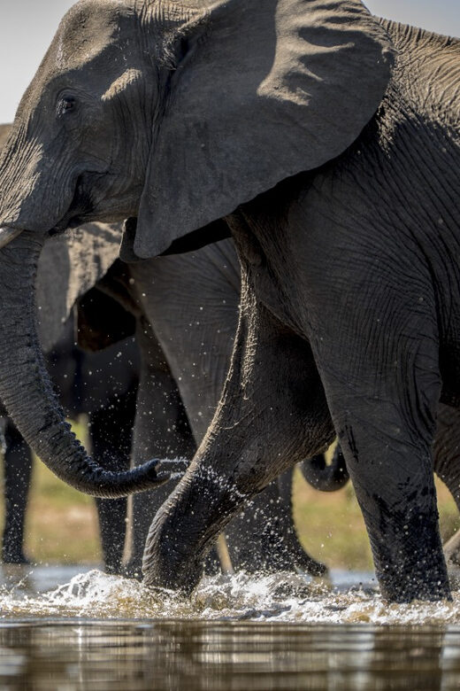 From Agra: Taj Mahal Tour w/ Elephant Conservation - A pickup that actually matches your day: 5 AM to 9 AM in Agra