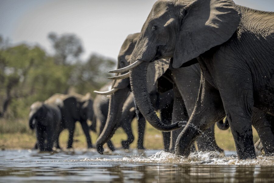 From Agra: Taj Mahal Tour w/ Elephant Conservation - Breakfast, lunch, and when to choose the all-inclusive package