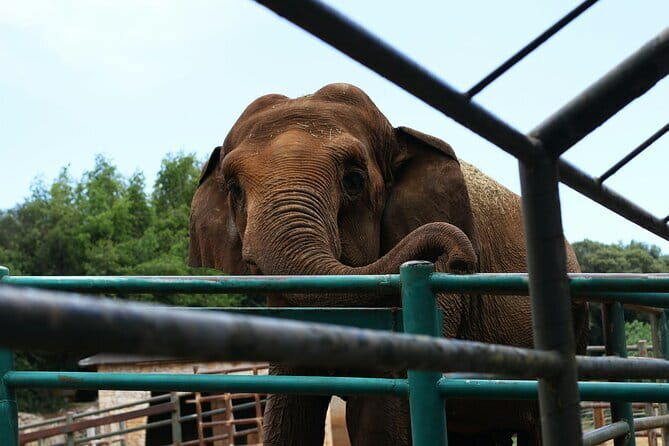 From Delhi: 1-day trip Mathura with Elephant conservation - Quick hits before you go