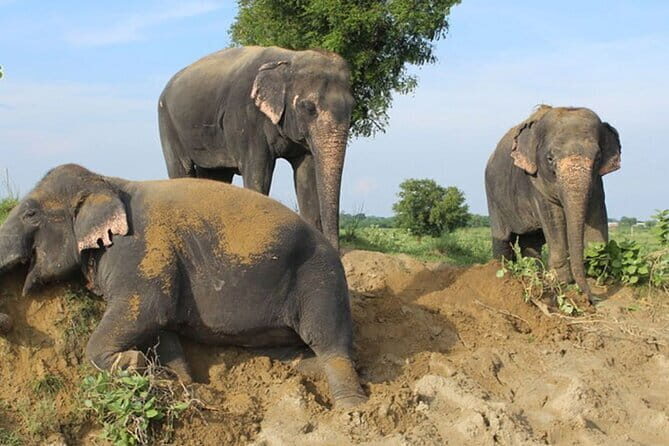 From Delhi: 1-day trip Mathura with Elephant conservation - A long day done the right way: Delhi to Mathura and back