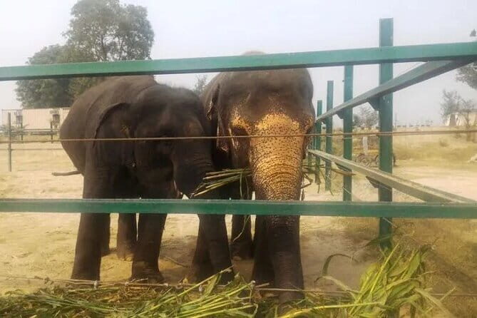 From Delhi: 1-day trip Mathura with Elephant conservation - Who should book this Mathura and Elephant care day trip?
