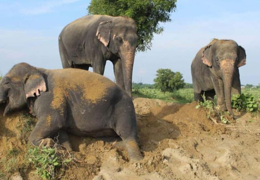 From Delhi: 1-day trip Mathura with Elephant conservation - FAQ