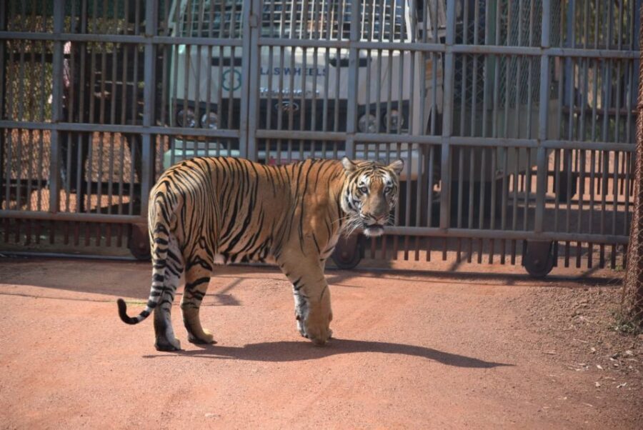 From Delhi: 2-Day Jim Corbett Tiger Safari Tour By Car - Day 1: Delhi-to-Ramnagar transfer, hotel check-in, and afternoon safari setup