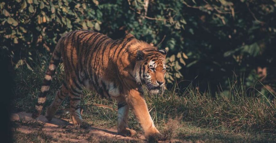 From Delhi: 2-Day Jim Corbett Tiger Safari Tour By Car - Who this 2-day Jim Corbett car safari is best for